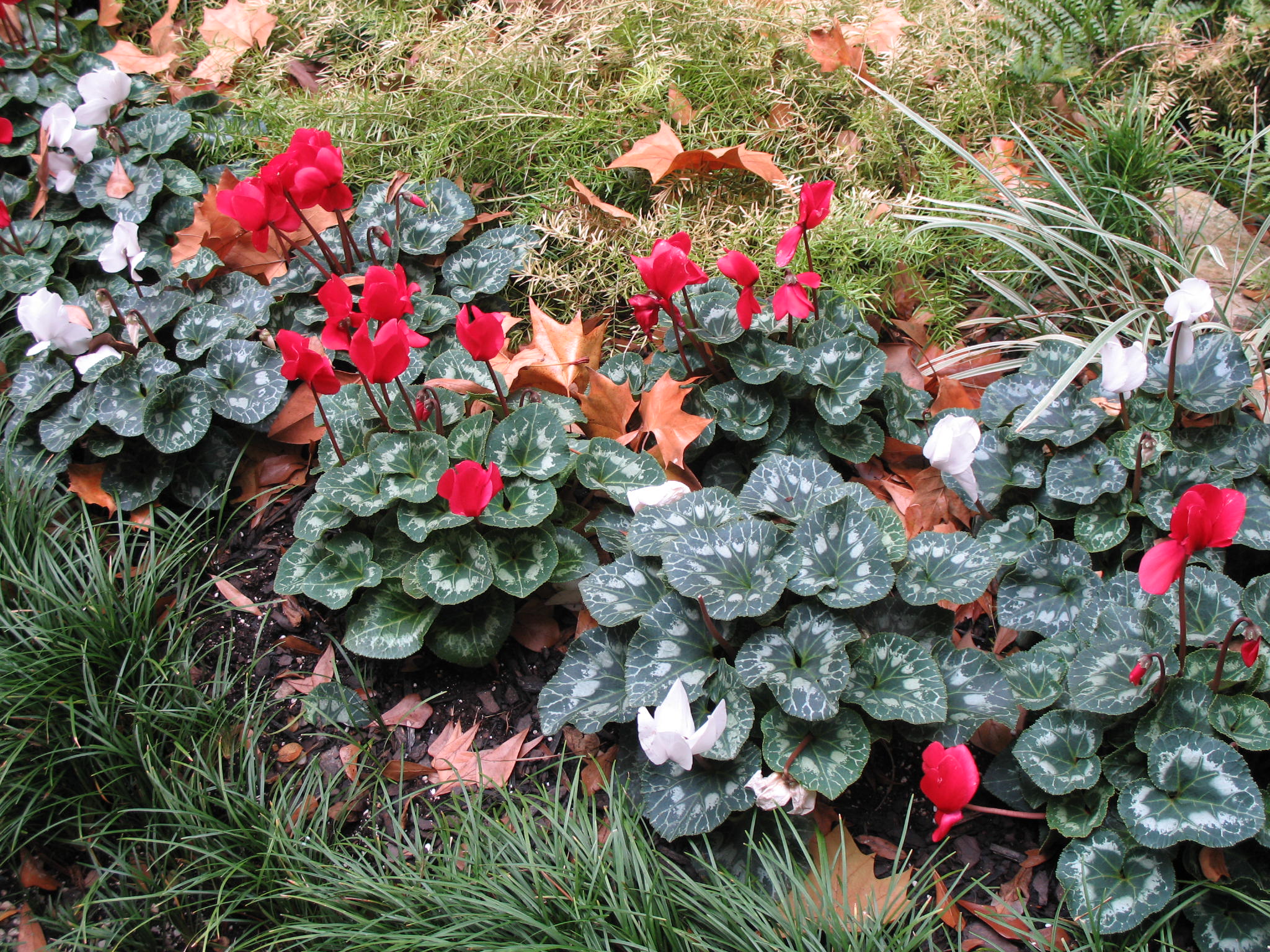 Online Plant Guide Cyclamen persicum / Cyclamen